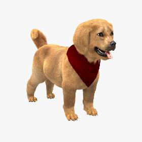 Retriever Puppy with Fur